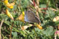 Cyaniris semiargus