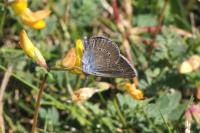 Cyaniris semiargus