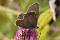 Cyaniris semiargus