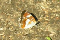 Limenitis camilla