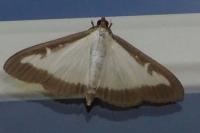 Cydalima perspectalis