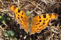 Polygonia c-album