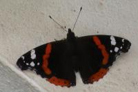 Vanessa atalanta