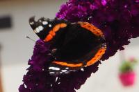 Vanessa atalanta