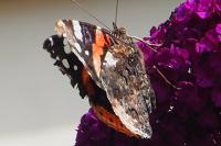 Vanessa atalanta