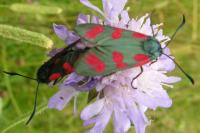 Zygaena filipendulae