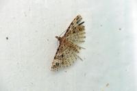 Alucita hexadactyla