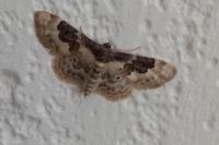 Idaea rusticata