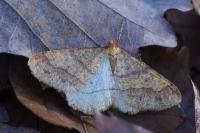 Phigaliohybernia aurantiaria
