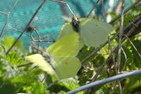 Gonepteryx rhamni