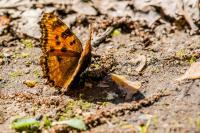 Nymphalis polychloros