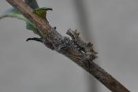 Limenitis reducta