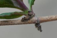Limenitis reducta
