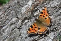 Nymphalis polychloros