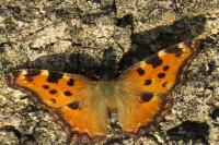 Nymphalis polychloros