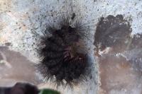Melitaea cinxia