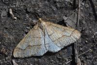 Phigaliohybernia marginaria