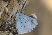 Celastrina argiolus