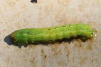 Noctua pronuba