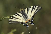 Iphiclides podalirius