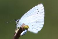 Celastrina argiolus