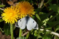 Anthocharis cardamines