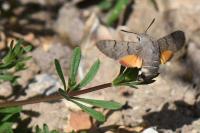 Macroglossum stellatarum