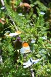 Anthocharis cardamines