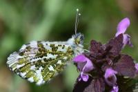 Anthocharis cardamines