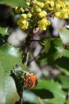 Anthocharis cardamines