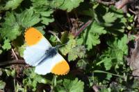 Anthocharis cardamines