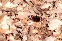 Vanessa atalanta