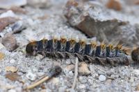 Thaumetopoea pityocampa