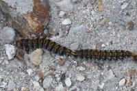 Thaumetopoea pityocampa