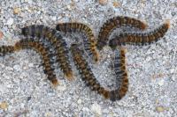 Thaumetopoea pityocampa