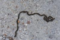 Thaumetopoea pityocampa