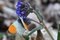 Anthocharis cardamines