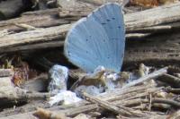 Celastrina argiolus