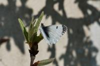 Anthocharis cardamines