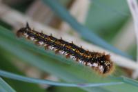 Euthrix potatoria