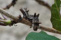 Limenitis reducta