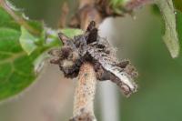 Limenitis reducta
