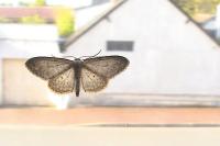 Idaea seriata