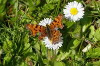 Polygonia c-album