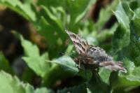 Carcharodus alceae