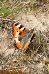 Aglais urticae
