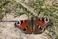 Aglais io