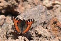 Aglais urticae