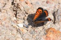 Lycaena phlaeas