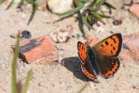 Lycaena phlaeas